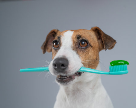 Jack Russell Terrier dog holds toothbrush with toothpaste in mouthの写真素材