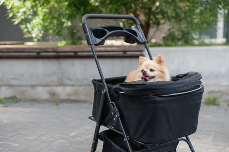 Cute spitz dog in pet stroller outdoorsの写真素材
