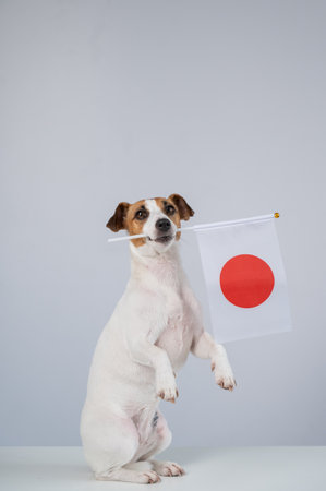 Jack Russell Terrier dog holding a Japanese flag on a white backgroundの写真素材