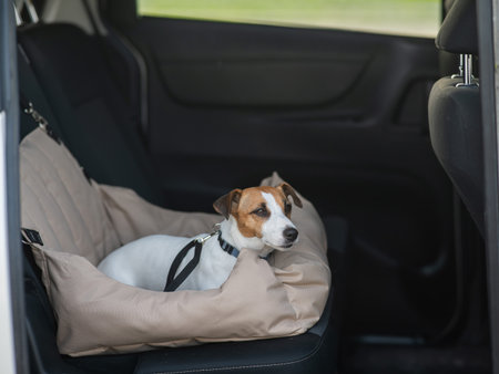 Jack Russell Terrier Dog in a Special Car Seatの写真素材