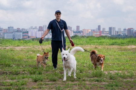 A Caucasian man walks with three dogs. Dog walkerの写真素材
