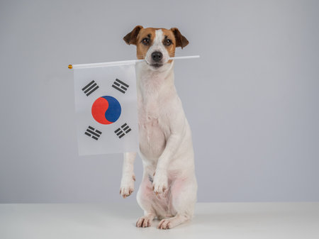 Jack Russell Terrier dog holding South Korea flag on white backgroundの写真素材