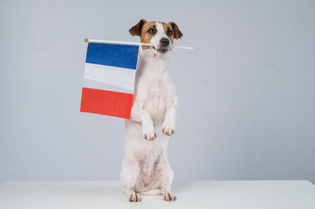 Jack Russell Terrier dog holding a French flag on a white backgroundの写真素材