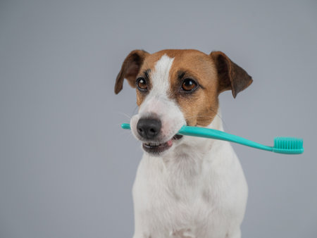 Jack Russell Terrier Dog Holding a Toothbrush in His Mouthの写真素材