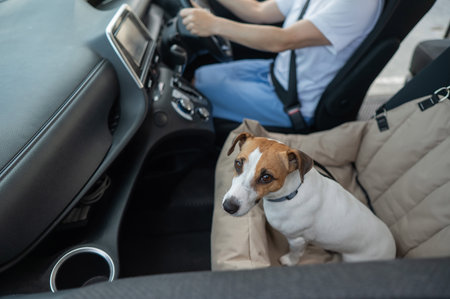 Caucasian woman travels by car with her dog. Jack Russell Terrier in a special car seatの写真素材