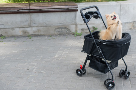 Cute spitz dog in pet stroller outdoorsの写真素材