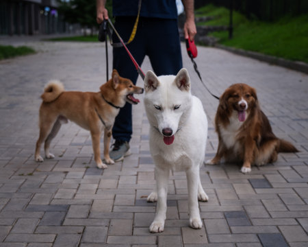 The man works as a dog walkerの写真素材