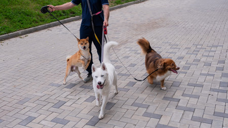 The man works as a dog walker