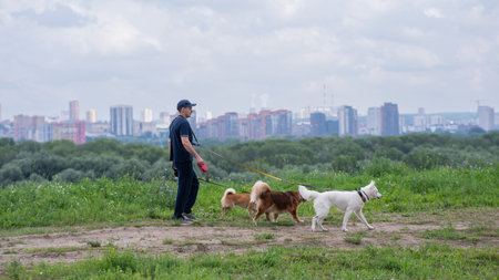 A Caucasian man walks with three dogs. Dog walkerの写真素材