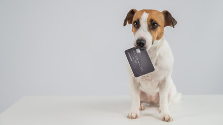 Smart dog with a card in his mouth on a white backgroundの写真素材