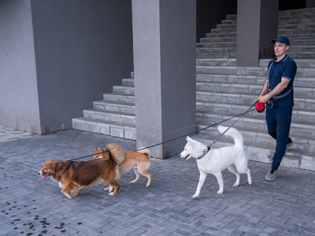 A man walks three different dogs