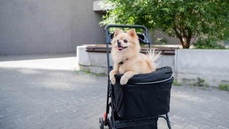Cute spitz dog in pet stroller outdoors