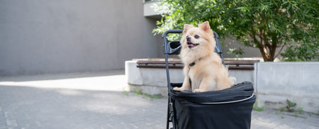 Cute spitz dog in pet stroller outdoors