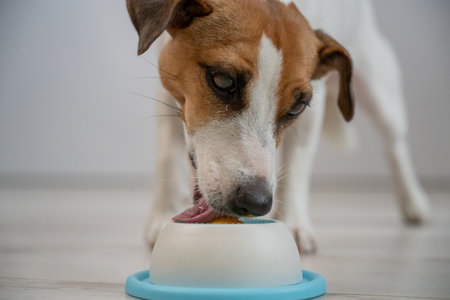 A Jack Russell Terrier dog licks a lick toy