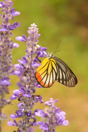The Painted Jezebel  Delias hyparete  is a medium sized butterfly of the Family Pieridae found in Asiaの写真素材
