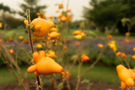 The unique eggplant with yellow fruit looks like nipple or cartoon の写真素材