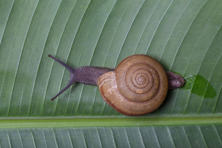 A Lands Snail moving on banana leaf very slow but sureの写真素材