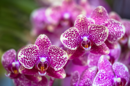 Purple - white and  freckles Orchid bloom with soft focus and blur の写真素材