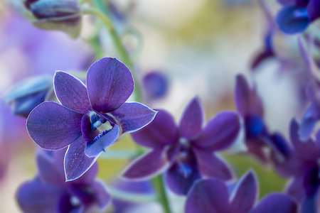 Violet or purple and white - rim Orchid bloom with soft focus and blur の写真素材