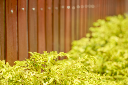 Abstract blur backgroung of The wall  fence  made by wood and golden leaf  tree ,Wrightia religiosaの写真素材