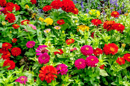 Beautiful chrysanthemums on the lawnの写真素材