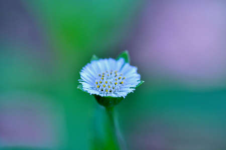 sunshire flower #2の写真素材