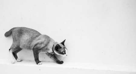 Siamese cat walking near white wallの写真素材