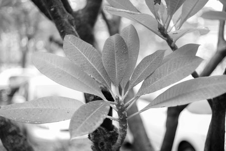 leavesの写真素材