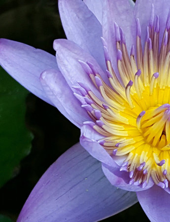 Close up of lotus flowerの素材