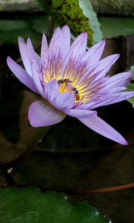 Close up of lotus flower with 2 beeの素材