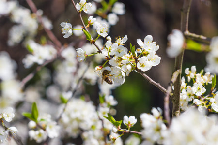 apple flowers in the sunの写真素材
