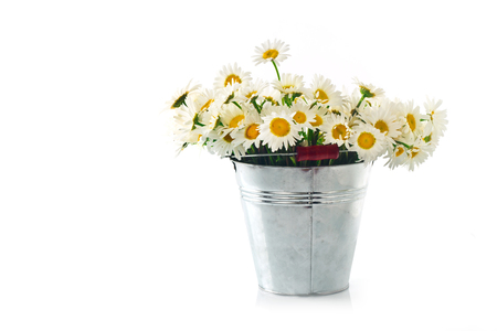 Bunch of camomiles in a bucket on a white background for isolationの写真素材