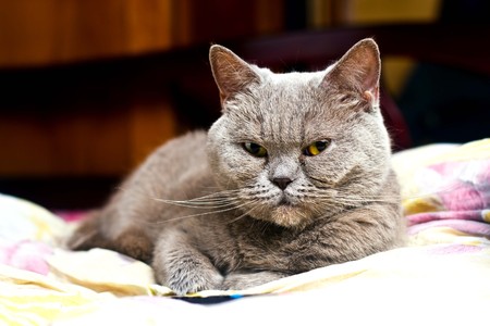 The cat is restingの写真素材