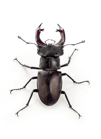 Large beetle with horns on a white backgroundの写真素材