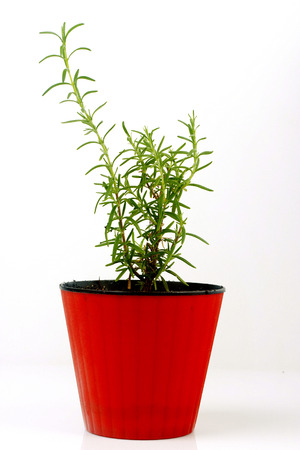 Rosemary grows in a red potの写真素材