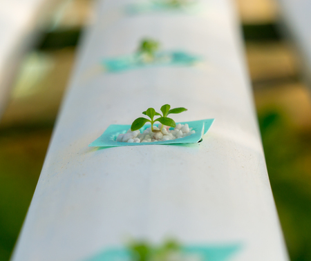 Baby Hydroponic vegetable is growing with water .の写真素材