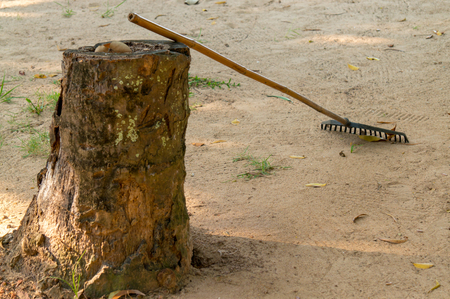 The rake lies on the stump.の写真素材