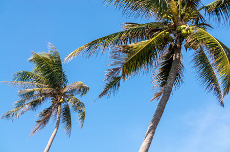 coconut tree on the beach