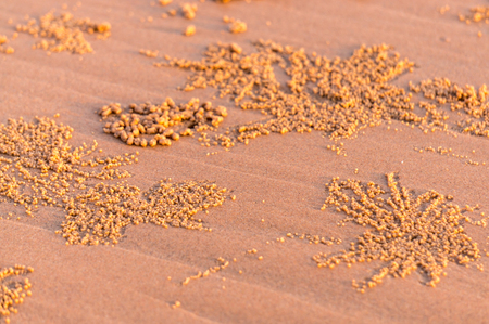 beach crab markings, Sand ball made by crabsの写真素材