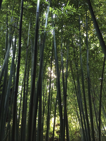 Bamboo forestの写真素材