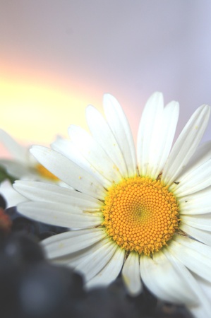 Daisy in blueberriesの写真素材