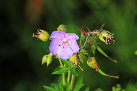 Detail in the middle of the flower meadowsの写真素材