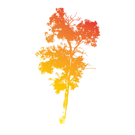 vector drawing silhouettes of old deciduous tall treeのイラスト素材