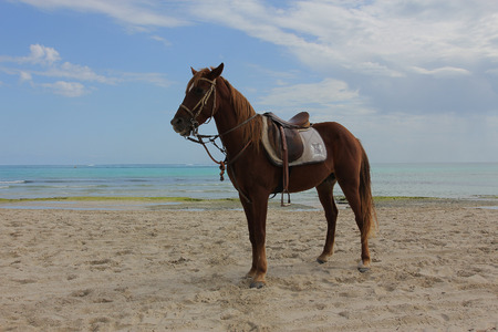 Brown horse on white sand beachの写真素材