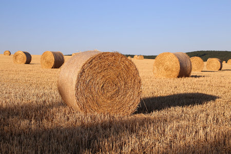 Drying straw