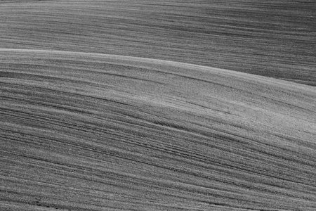 Abstract field. Black and white