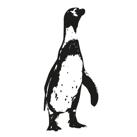 Penguin vector drawing, isolated illustrationのイラスト素材