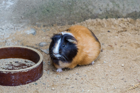 Guinea pig standing at the empty bowls. Pet, animalの写真素材