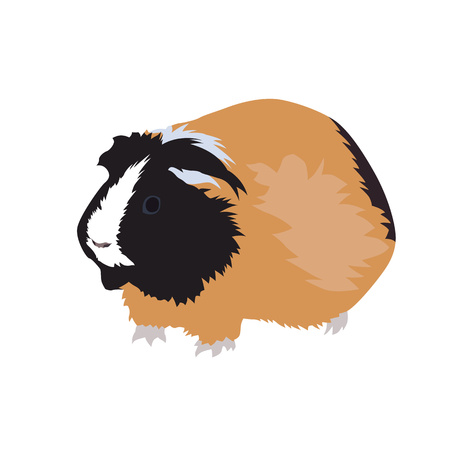 Guinea pig, pet illustration on white background.のイラスト素材