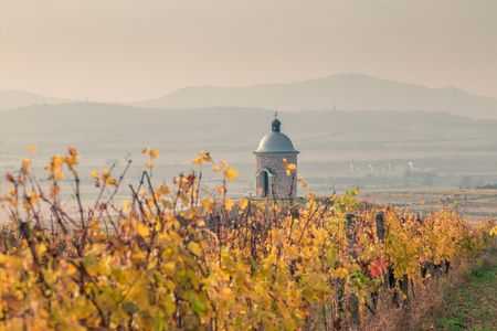 Vineyard with chapel near Velke Bilovice in Southern Moravia, Palava, Czech Republicの写真素材